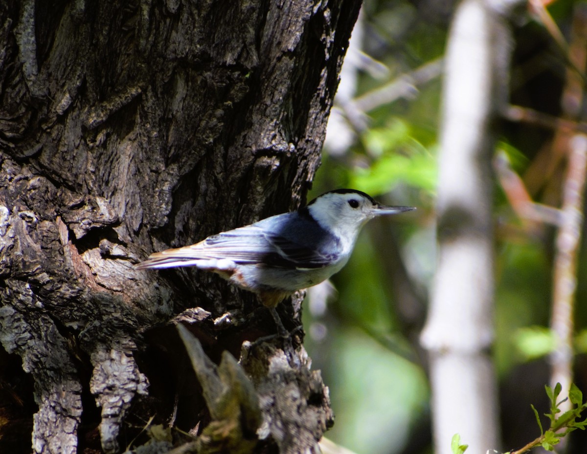 White-breasted Nuthatch - ML618644523