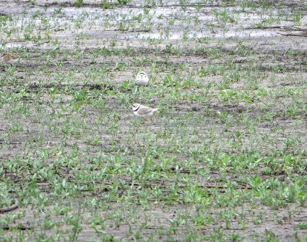 Piping Plover - ML618644525