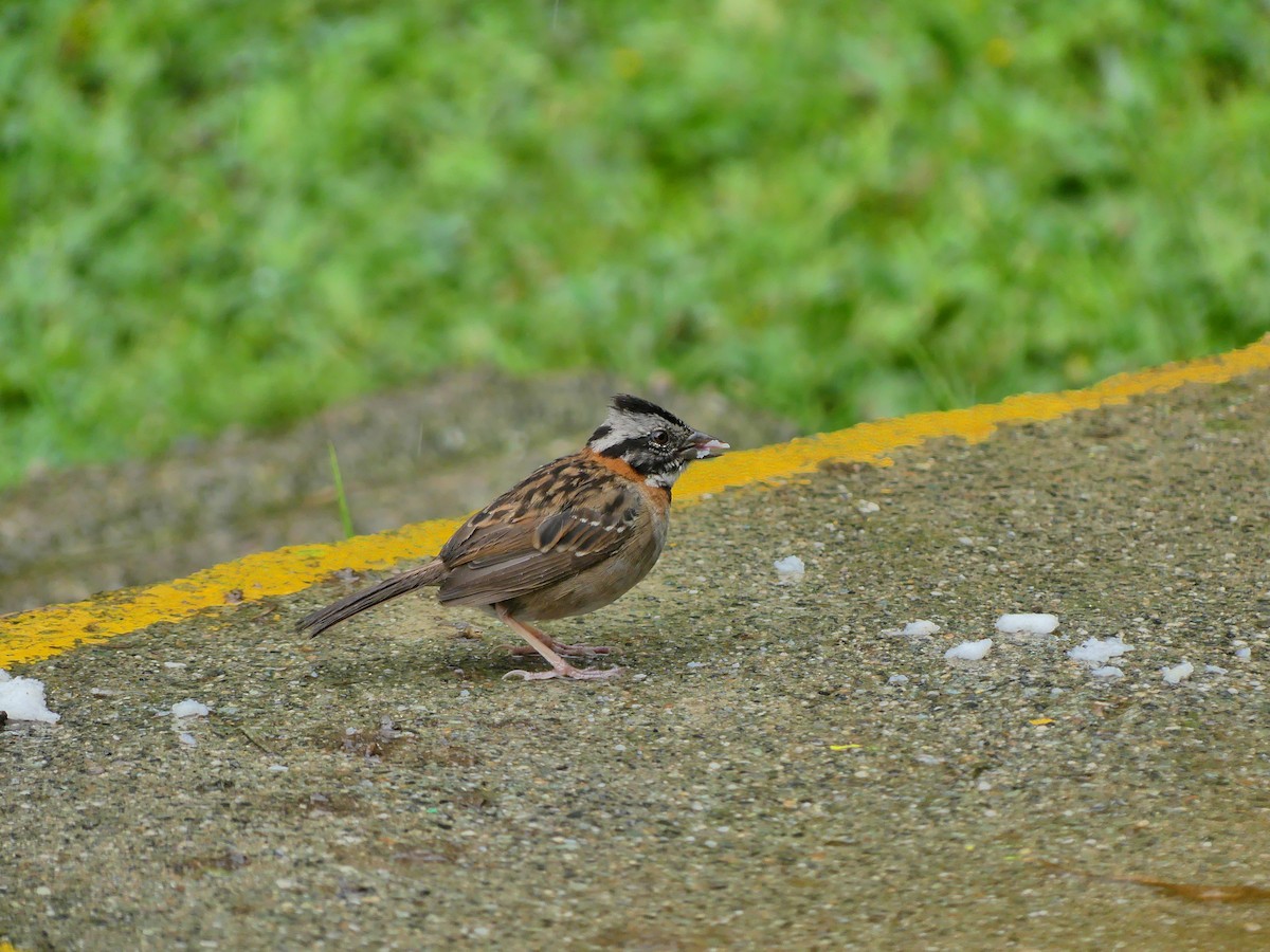 Rufous-collared Sparrow - ML618644533
