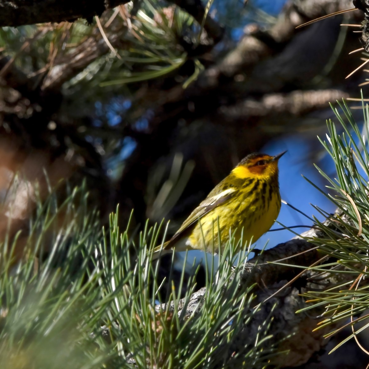 Cape May Warbler - ML618644534
