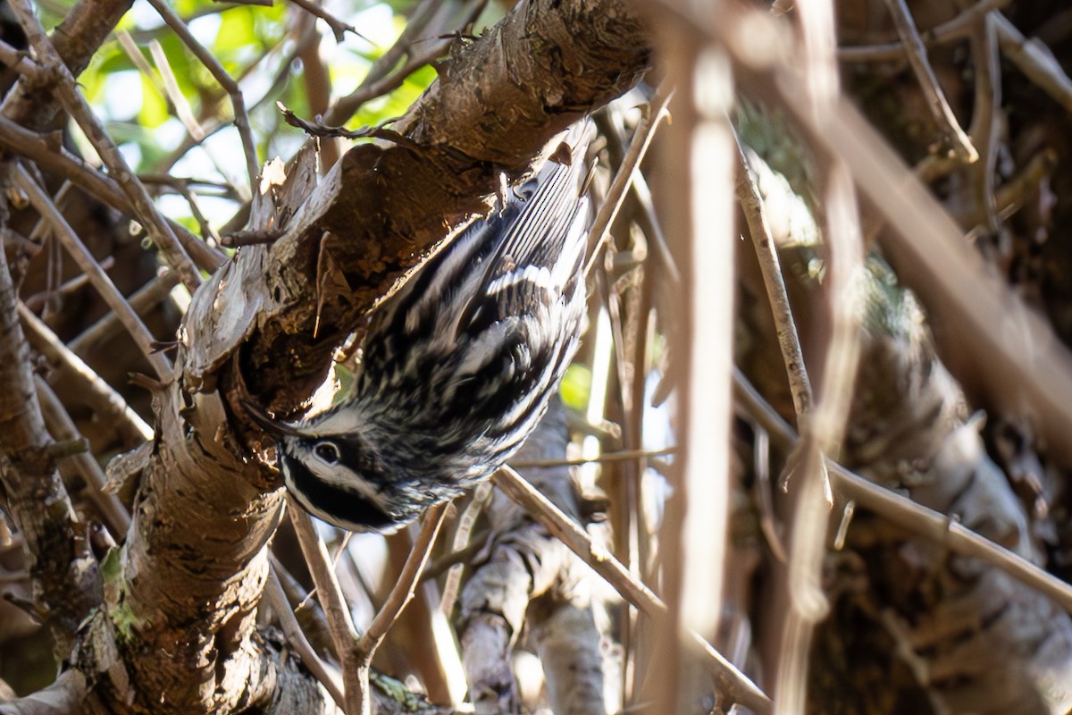 Black-and-white Warbler - ML618644577