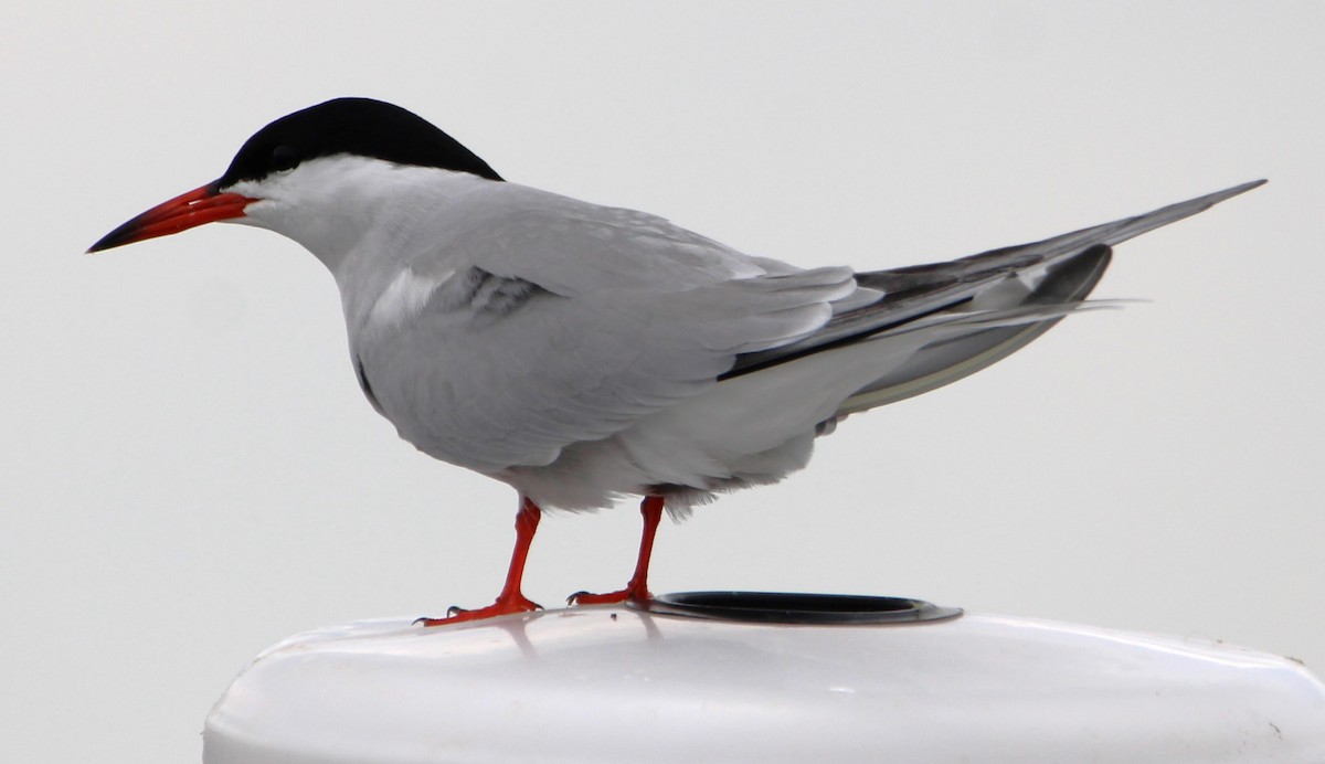 Common Tern - NE Ohio Duck Tracker - JUDY   ( ')>