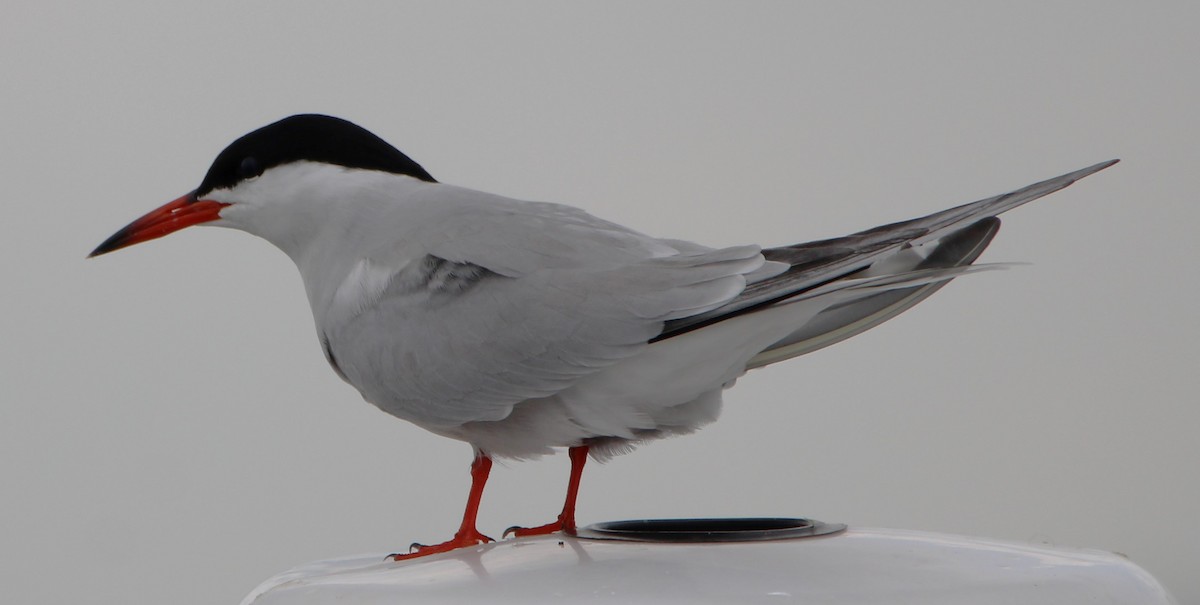 Common Tern - ML618644590