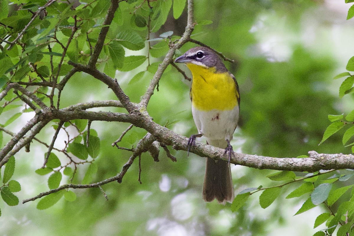 Yellow-breasted Chat - ML618644631