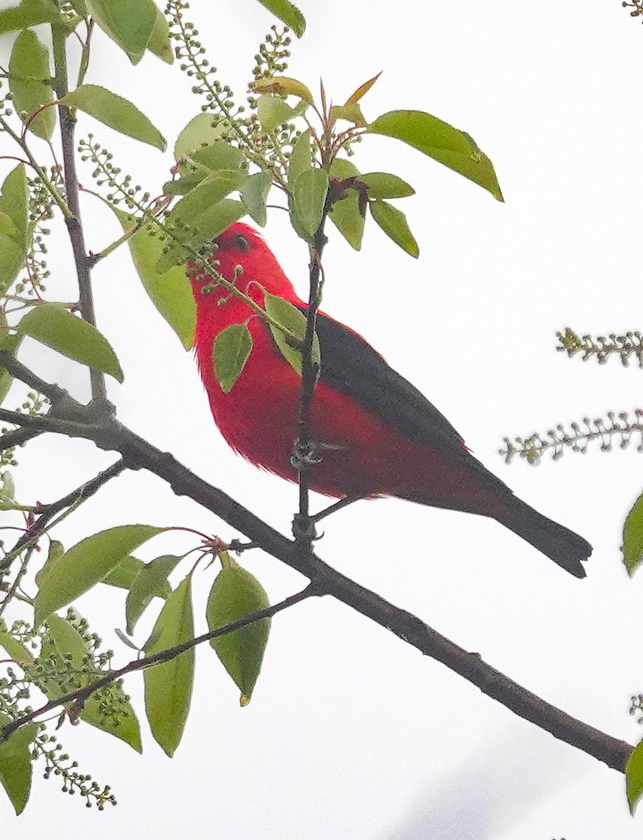 Scarlet Tanager - ML618644634