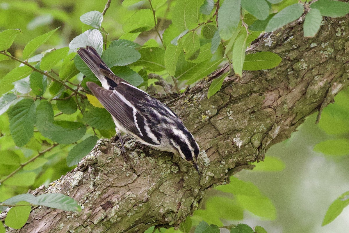 Black-and-white Warbler - ML618644649