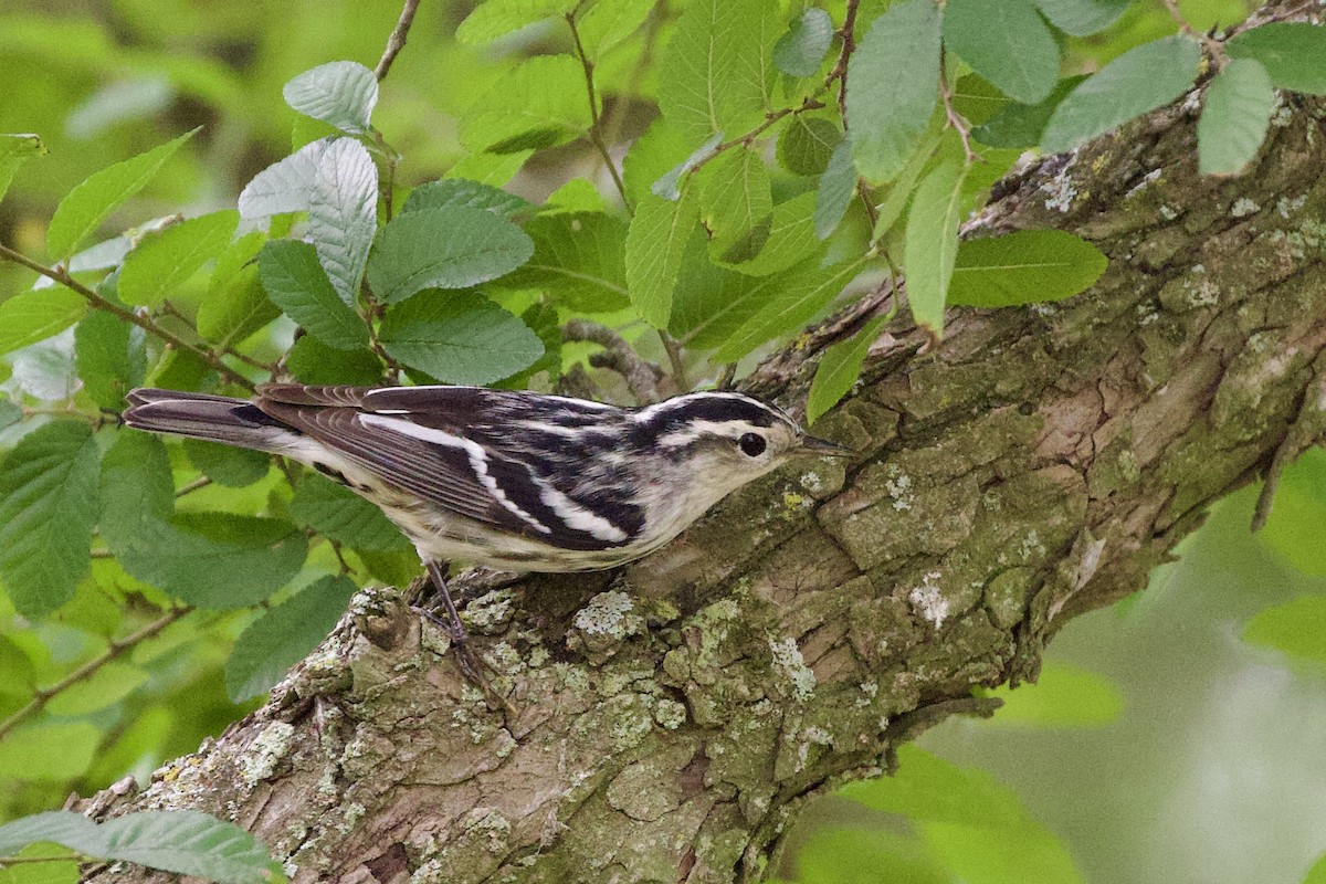 Black-and-white Warbler - ML618644650