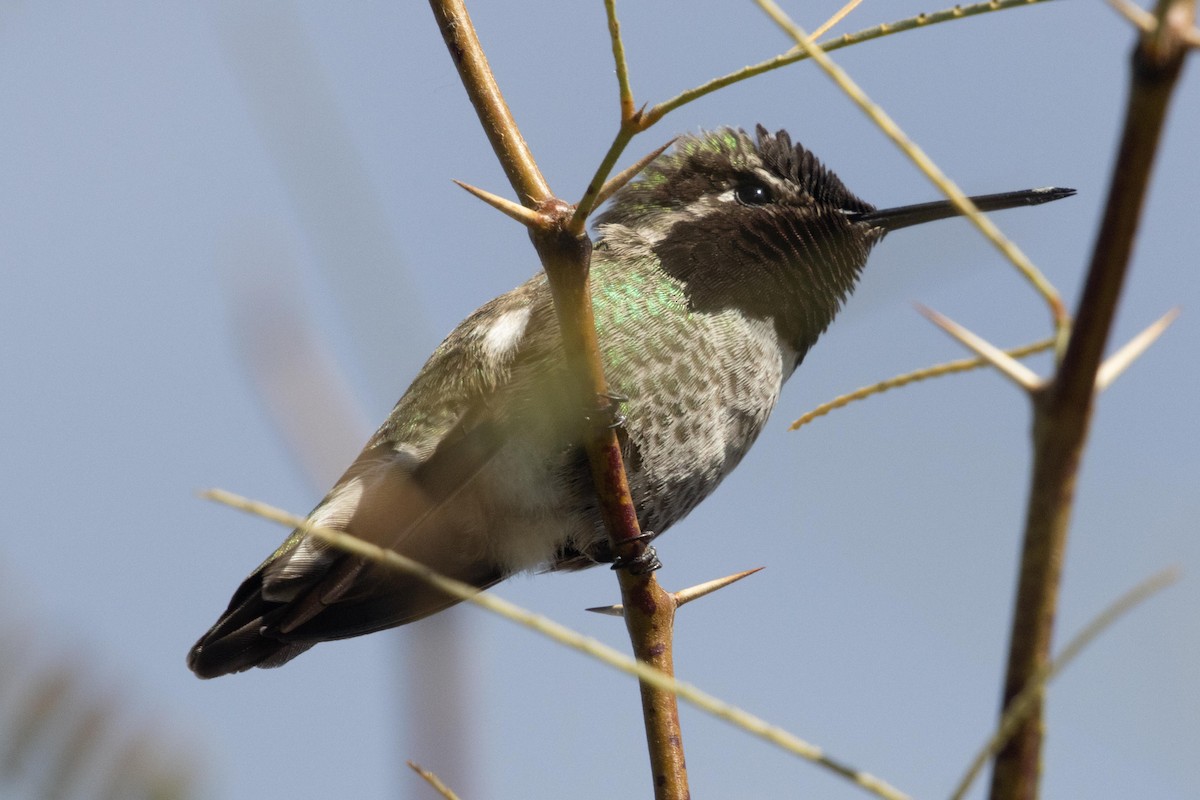 Anna's Hummingbird - ML618644653