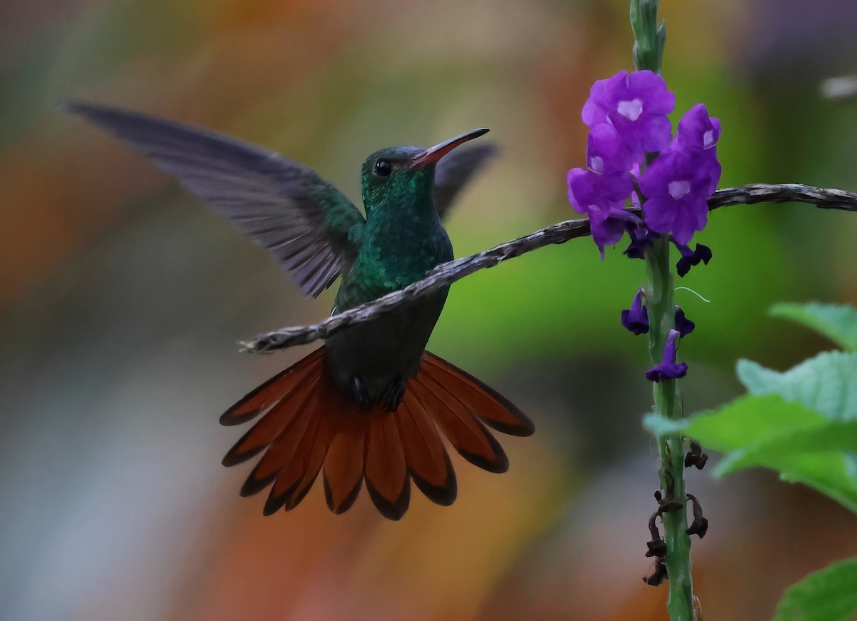 Rufous-tailed Hummingbird - ML618644669