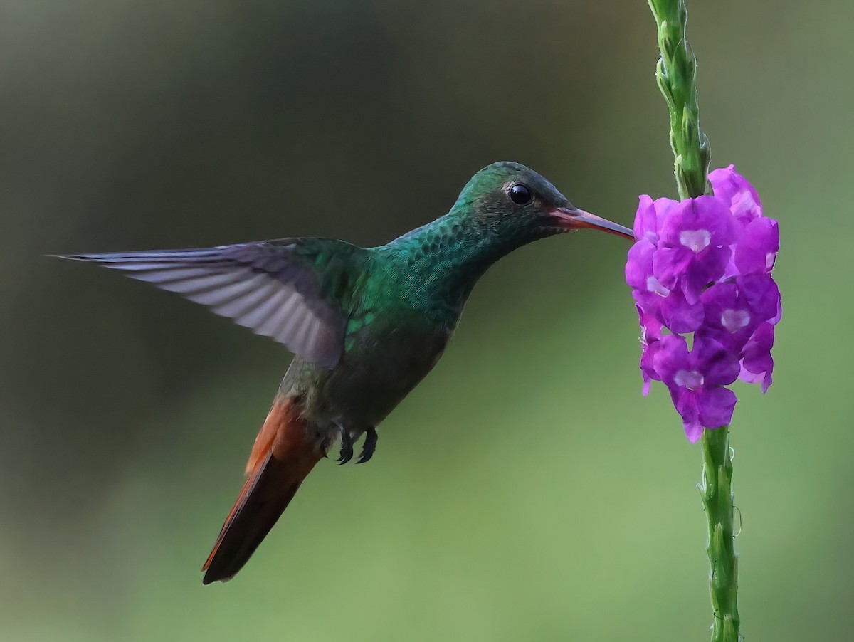 Rufous-tailed Hummingbird - ML618644670