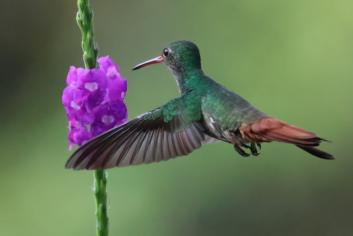 Rufous-tailed Hummingbird - ML618644671