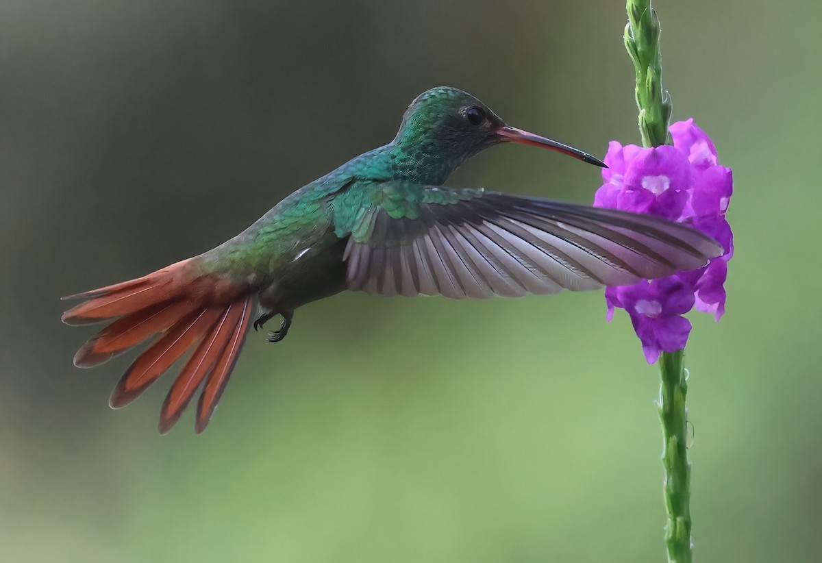 Rufous-tailed Hummingbird - ML618644672