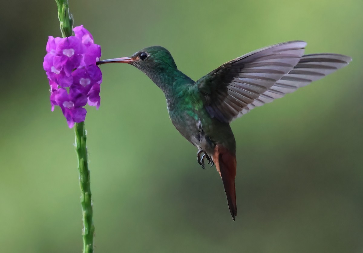Rufous-tailed Hummingbird - ML618644673