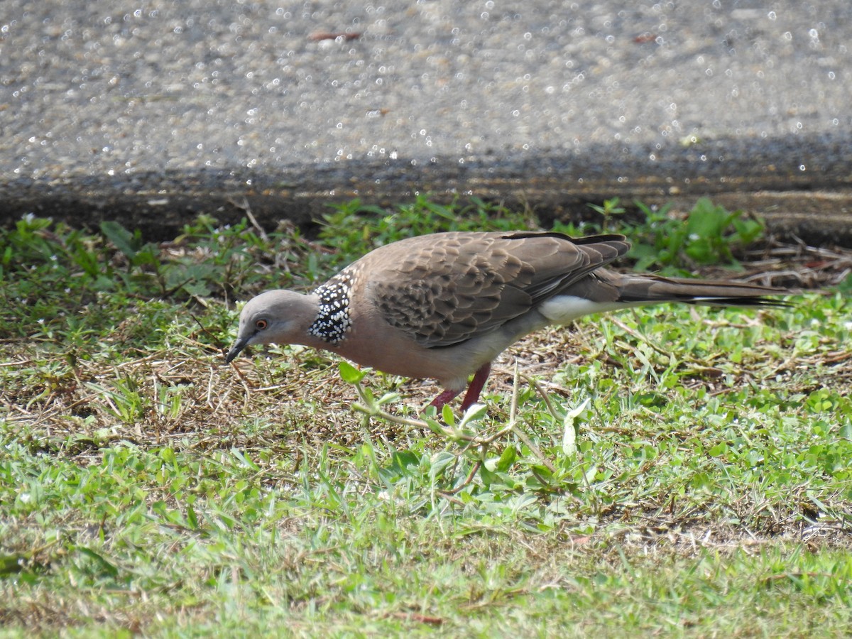 Spotted Dove - ML618644684
