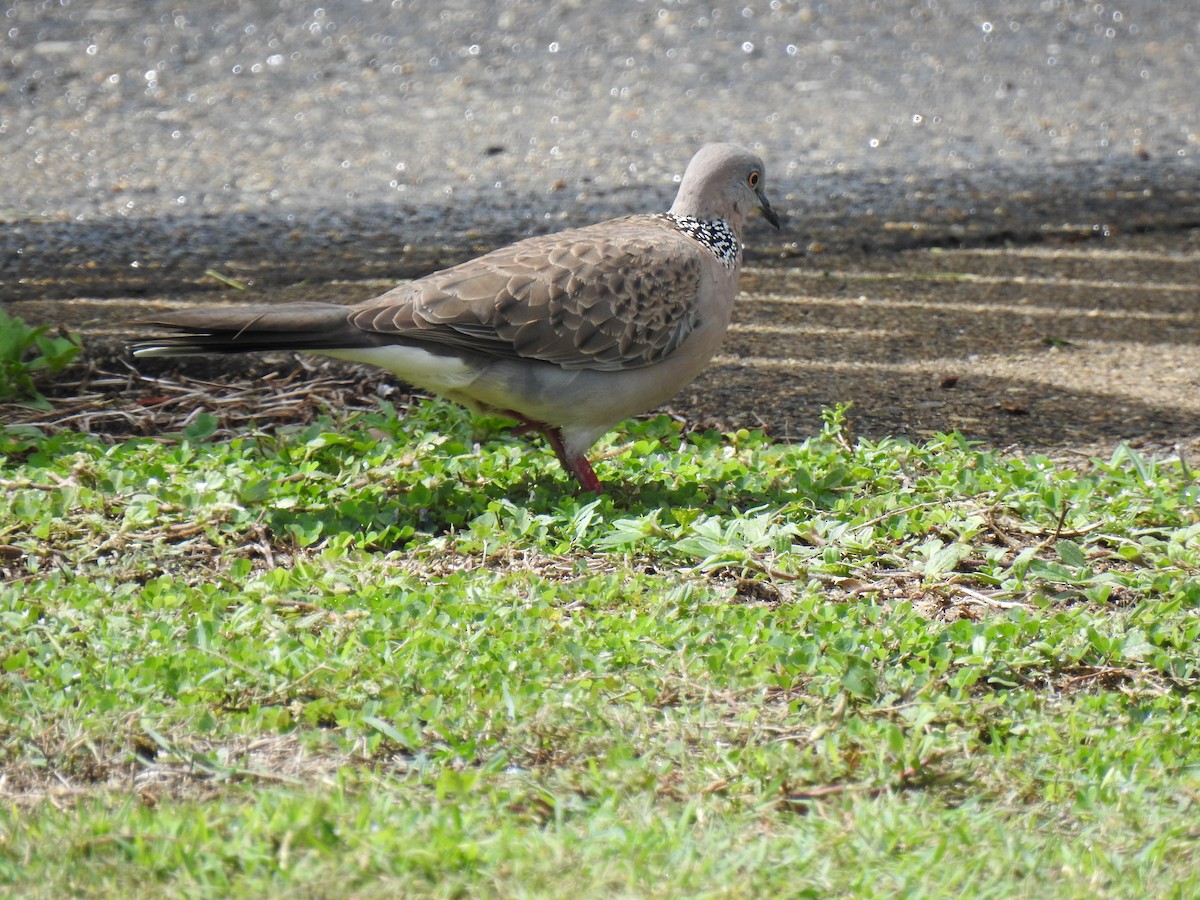 Spotted Dove - ML618644694