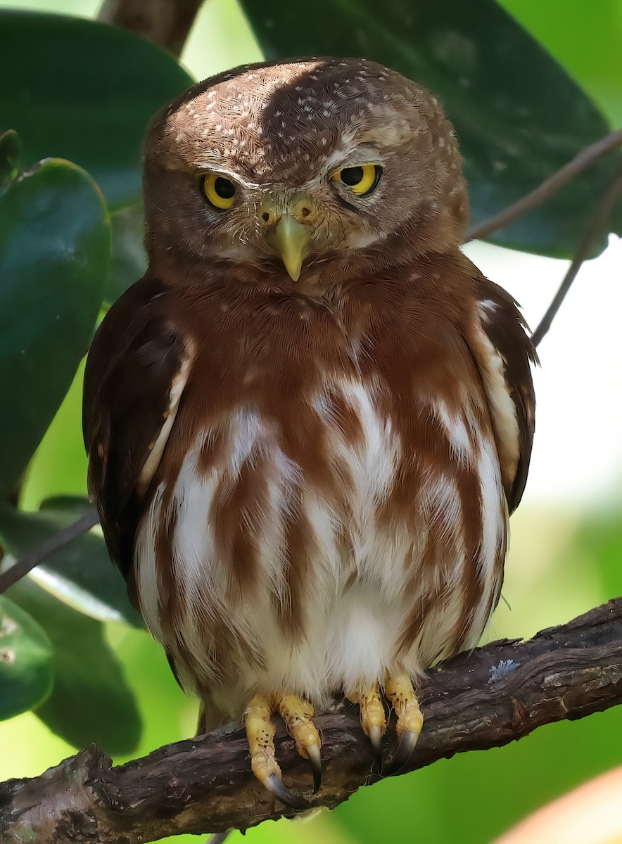 Central American Pygmy-Owl - ML618644717
