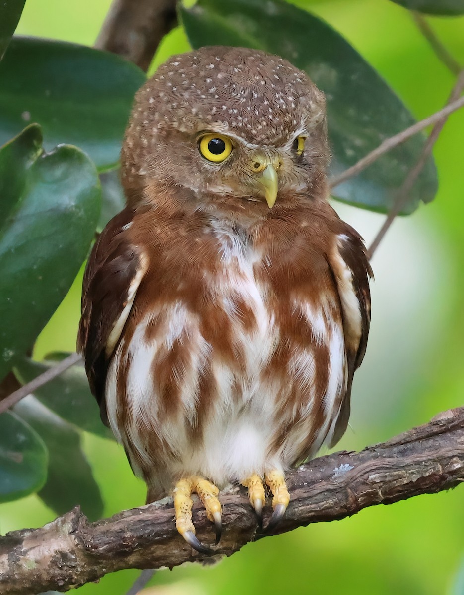 Central American Pygmy-Owl - ML618644718