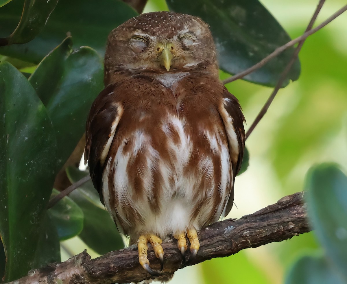 Central American Pygmy-Owl - ML618644719