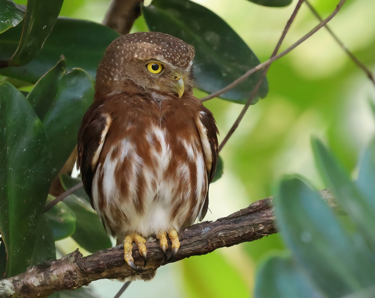 Central American Pygmy-Owl - ML618644720