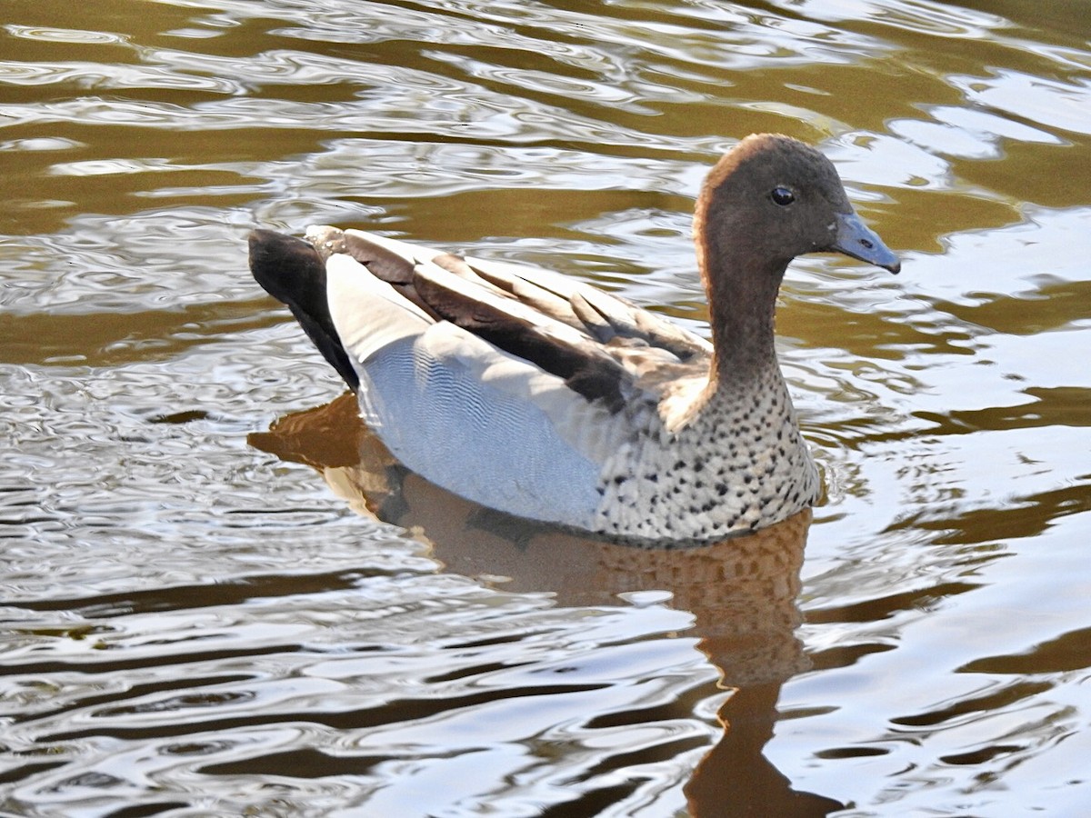 Maned Duck - ML618644732