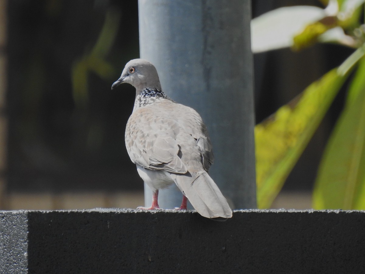 Spotted Dove - ML618644746