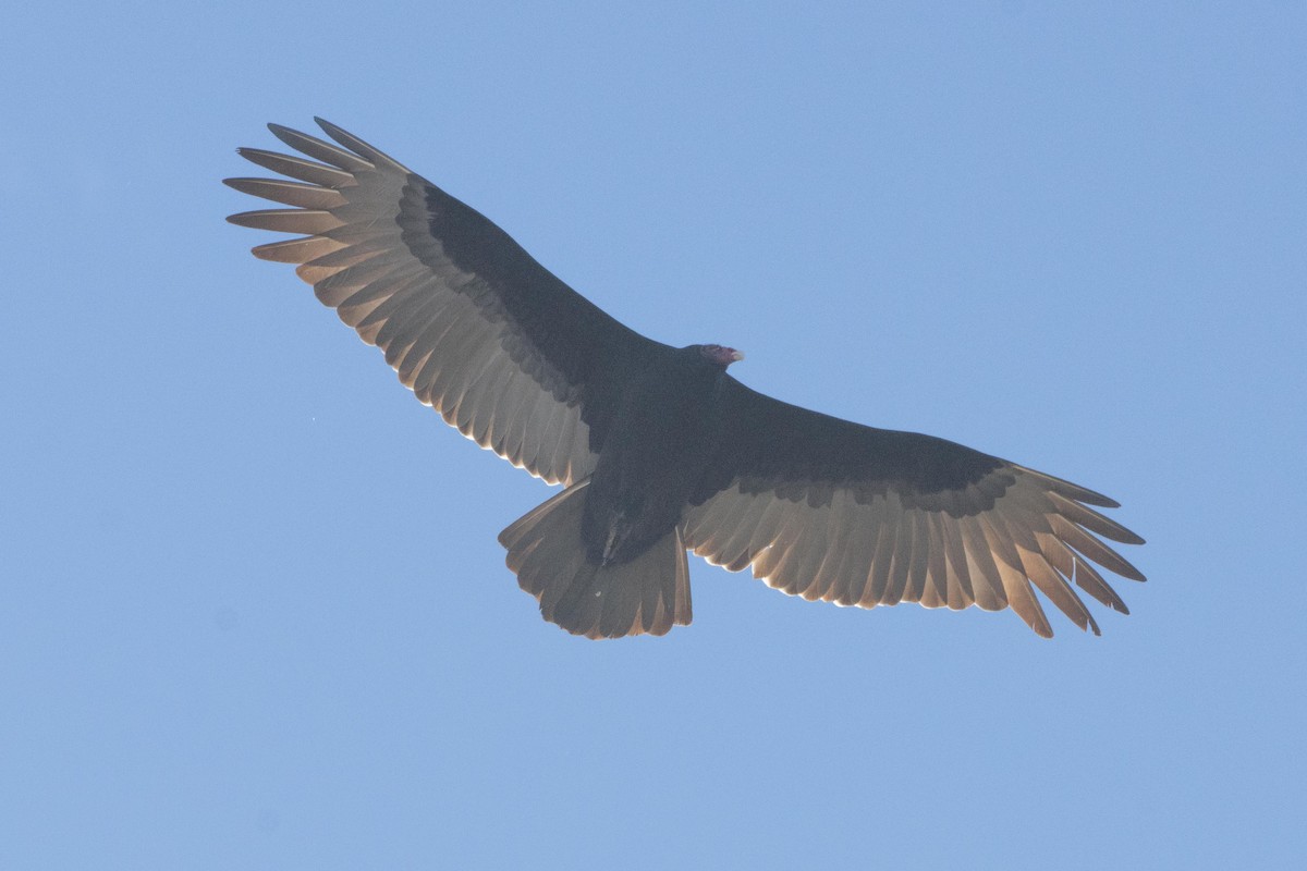 Turkey Vulture - ML618644765