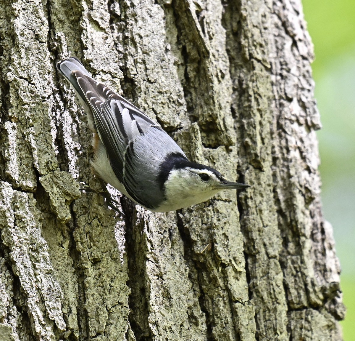 White-breasted Nuthatch - ML618644902