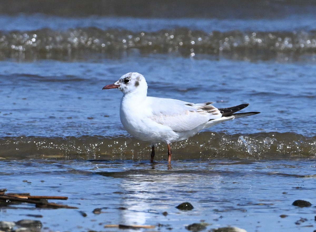 Mouette rieuse - ML618644904