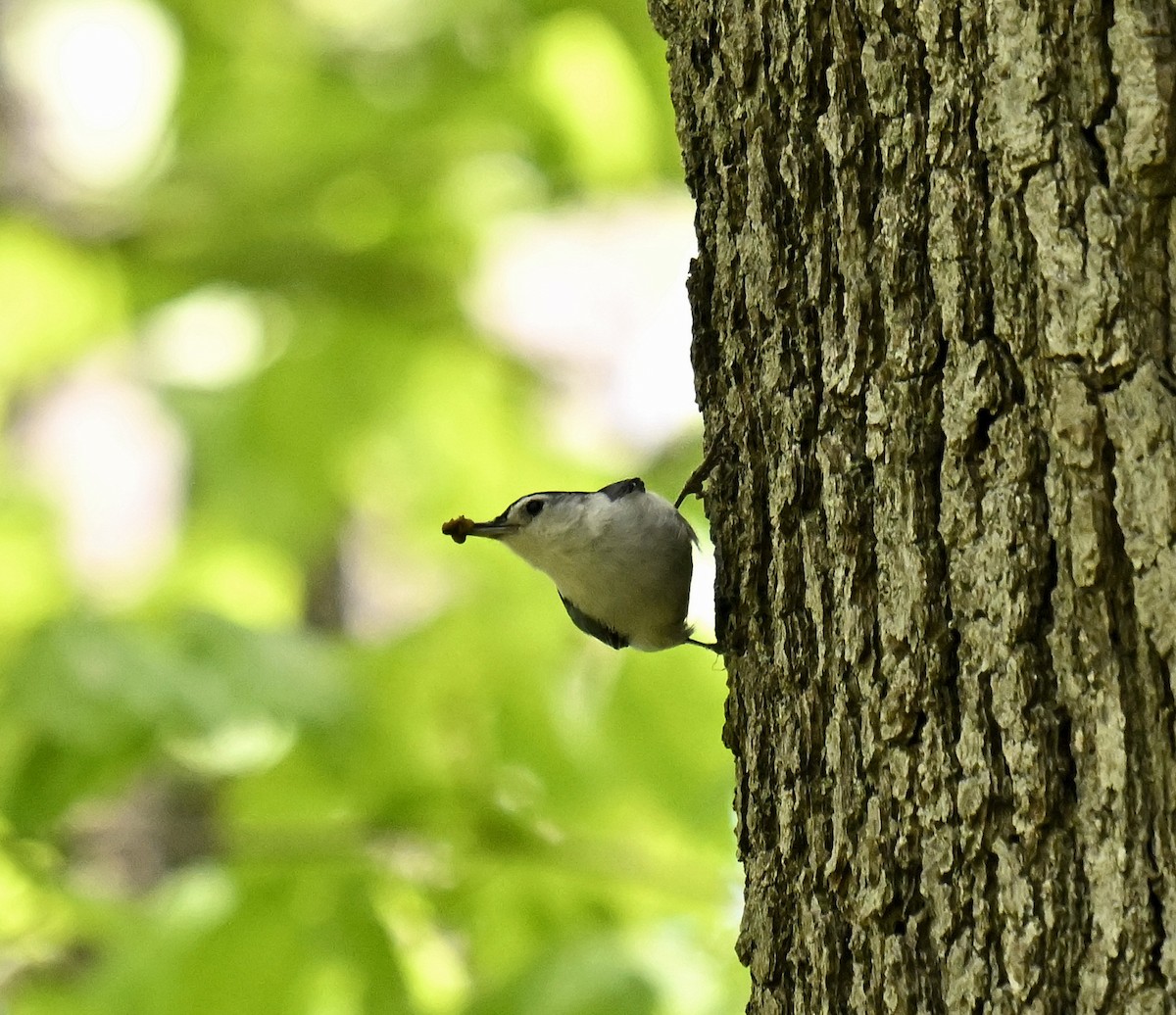 White-breasted Nuthatch - Eric Titcomb