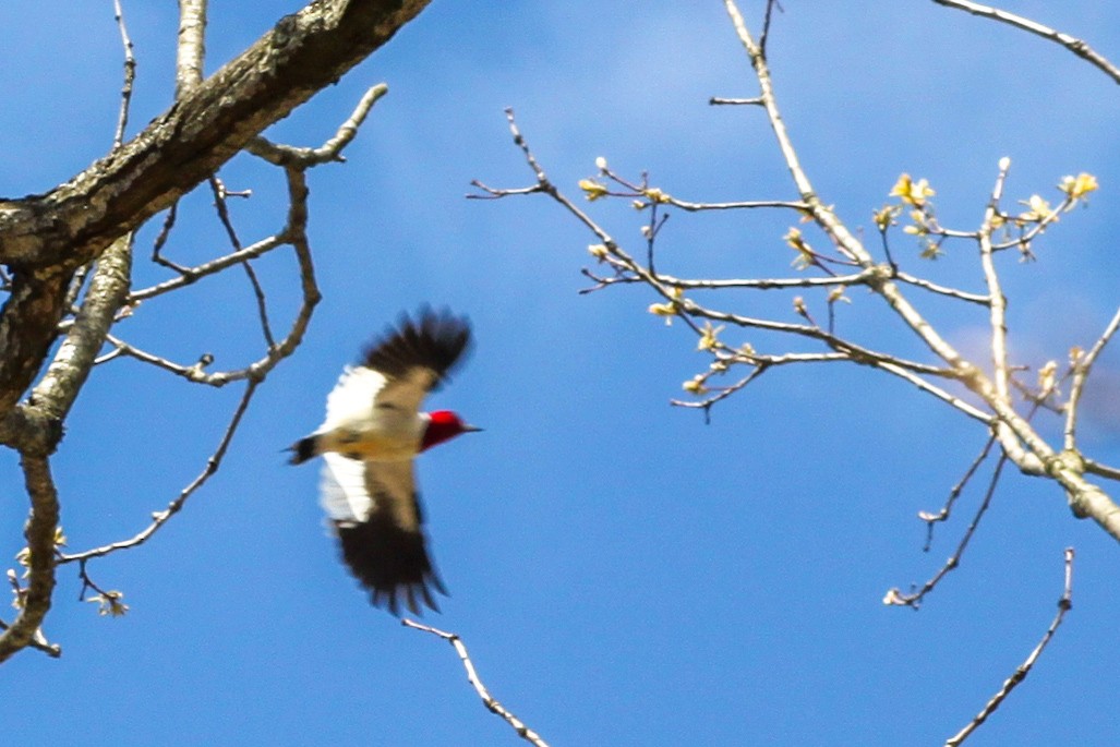 Red-headed Woodpecker - Toni Van Wesep
