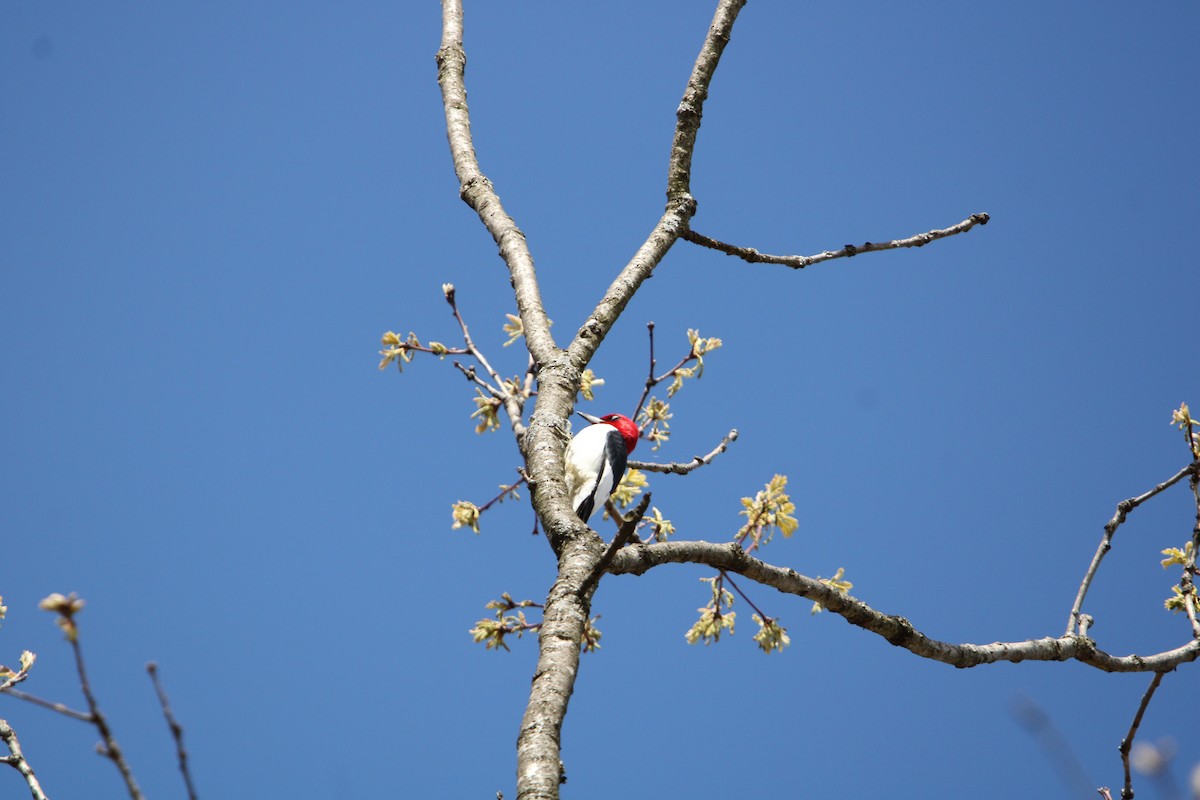 Red-headed Woodpecker - ML618644921