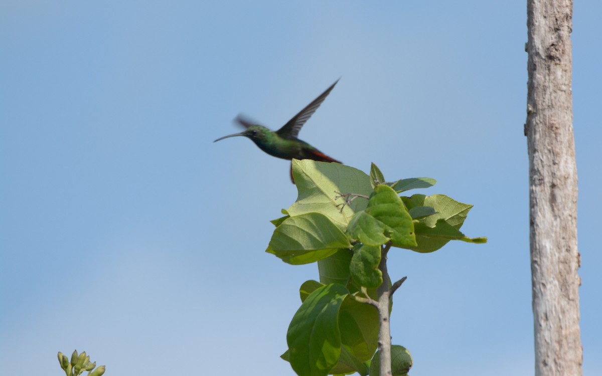 kolibřík lesklý - ML618644982