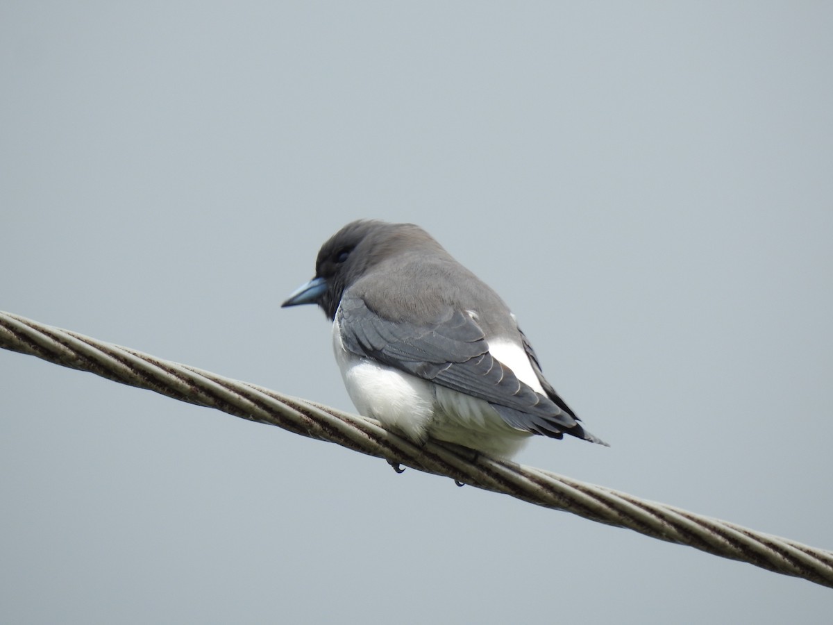 White-breasted Woodswallow - ML618644993