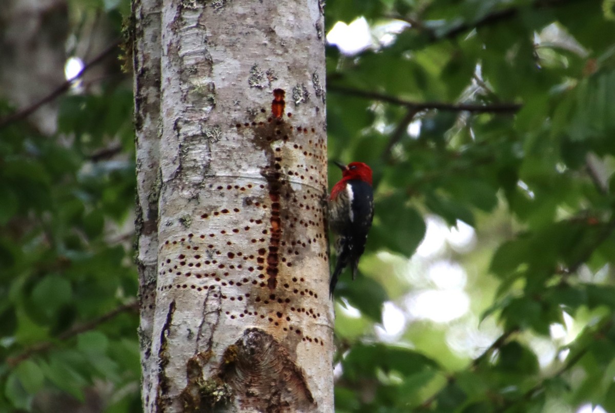 Red-breasted Sapsucker - ML618645006