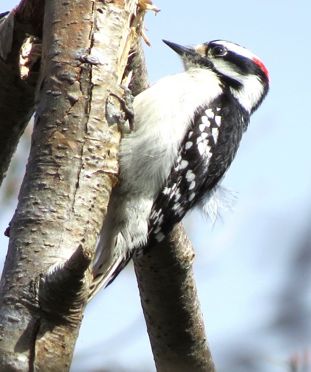 Downy Woodpecker - ML618645010