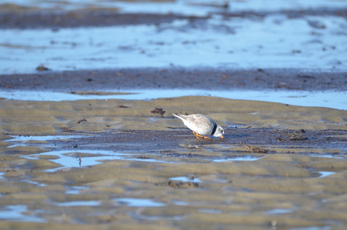 Piping Plover - ML618645013