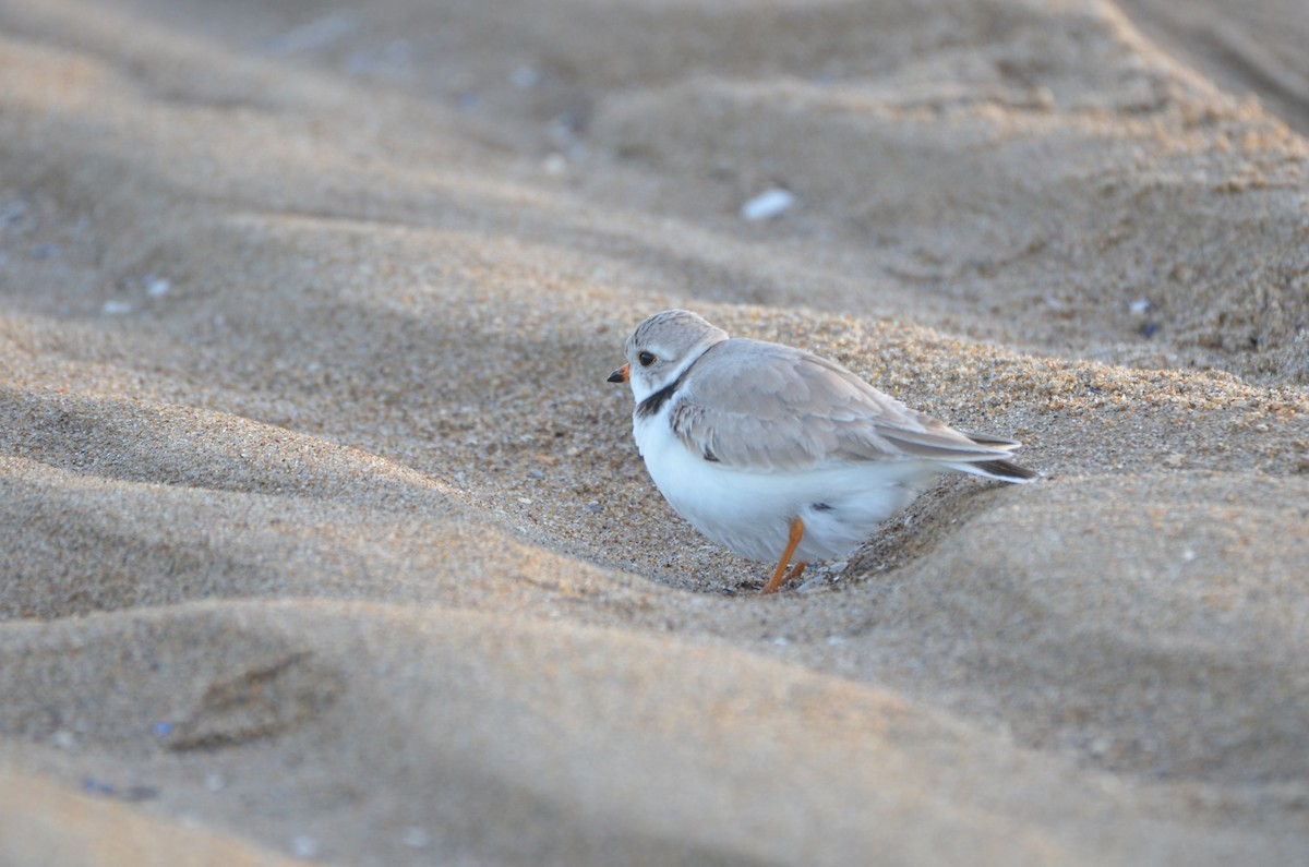 Piping Plover - ML618645034