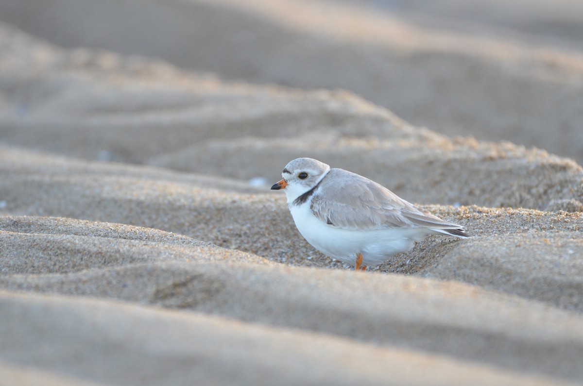 Piping Plover - ML618645036