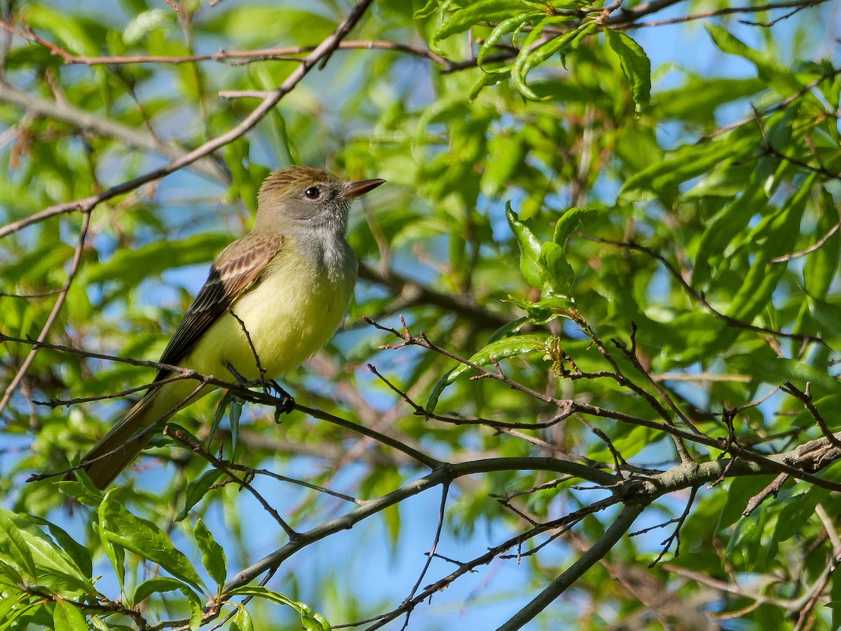 Great Crested Flycatcher - ML618645038
