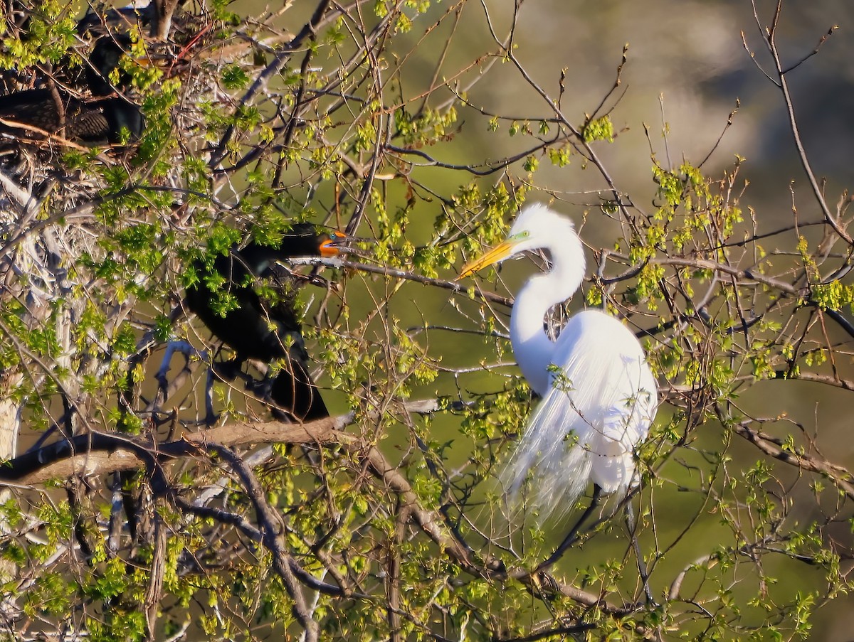 Great Egret - Eric Patry