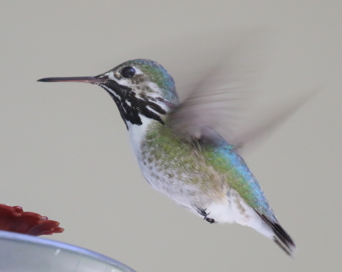 Calliope Hummingbird - ML618645046