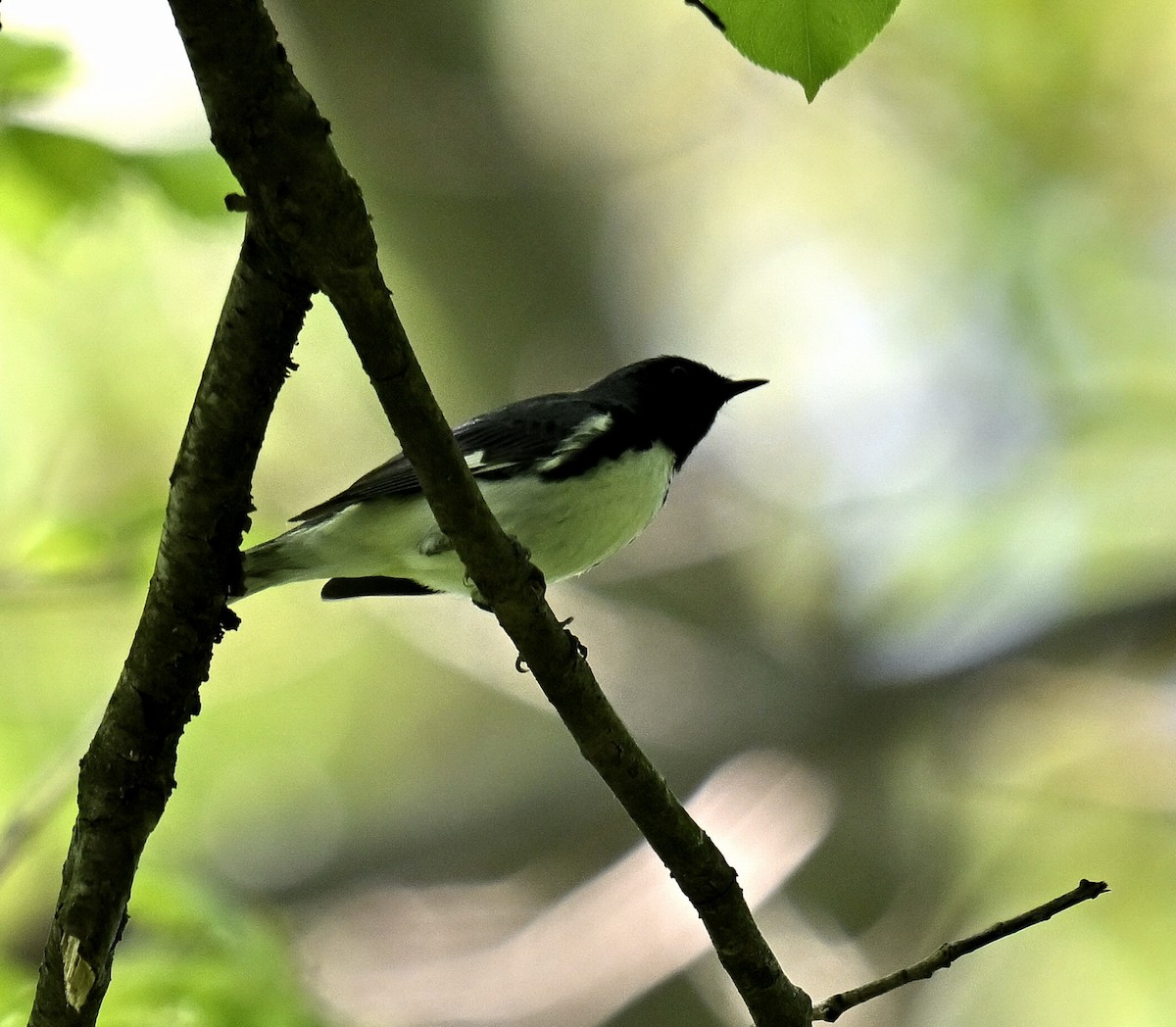 Black-throated Blue Warbler - Eric Titcomb