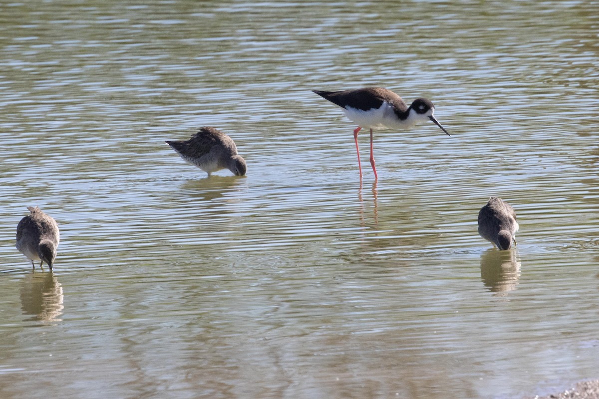 Long-billed Dowitcher - ML618645103