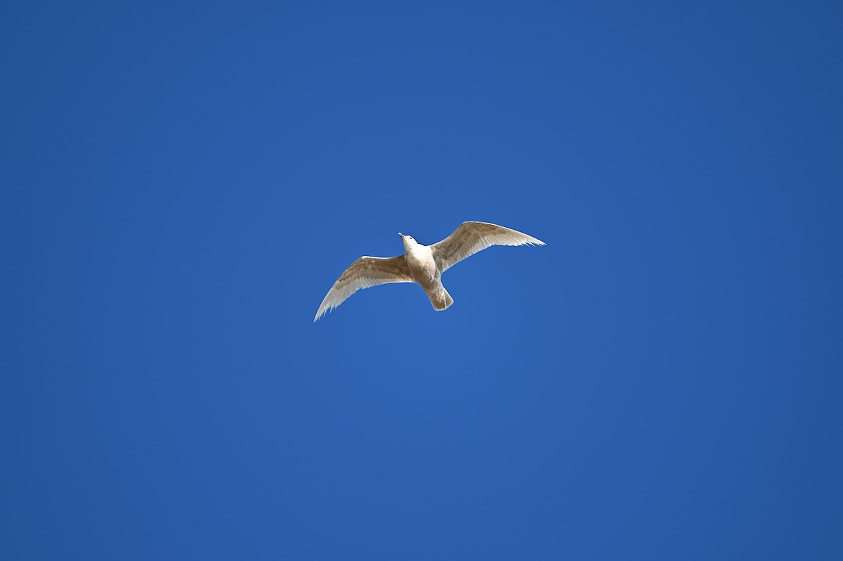 Glaucous-winged Gull - ML618645112