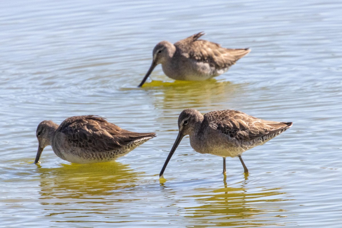 Long-billed Dowitcher - ML618645120