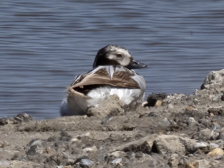 Long-tailed Duck - ML618645152