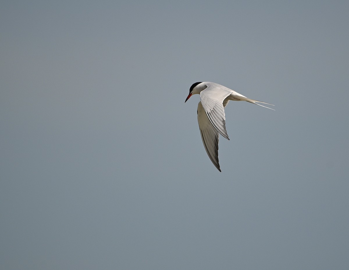 Common Tern - Alecia Gorski