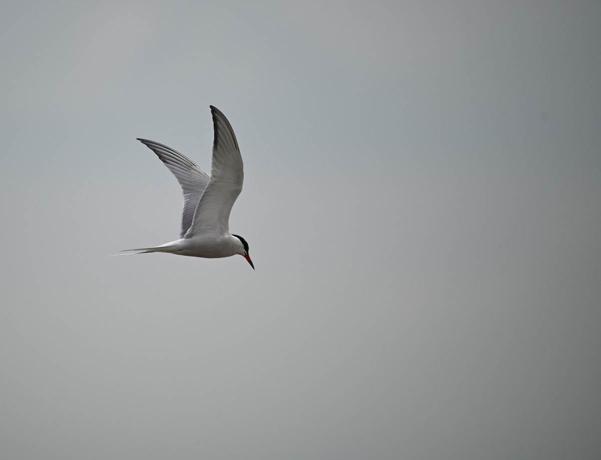 Common Tern - Alecia Gorski