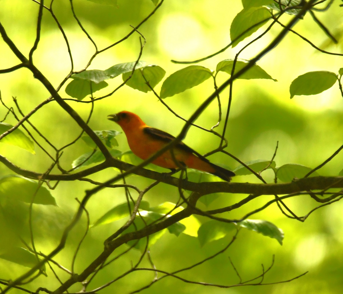 Scarlet Tanager - ML618645193
