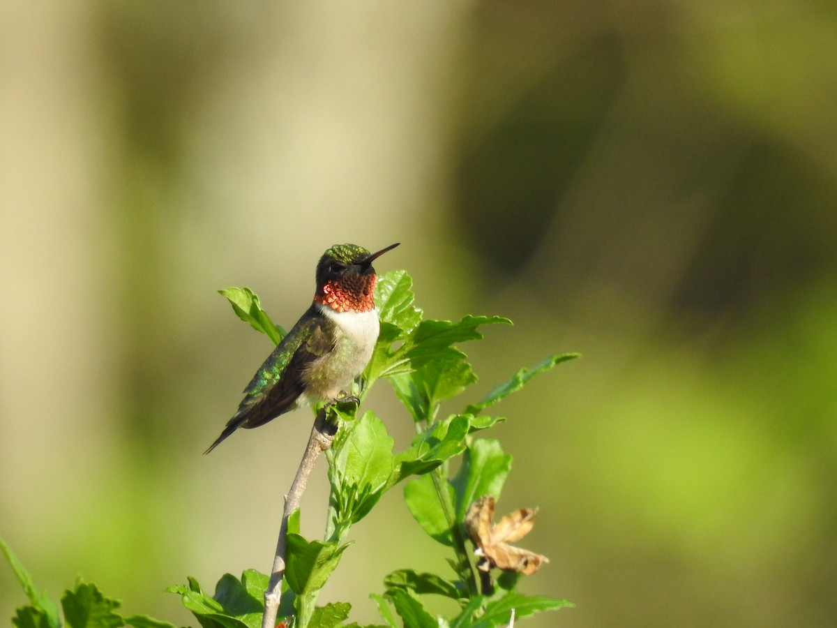 Ruby-throated Hummingbird - ML618645198